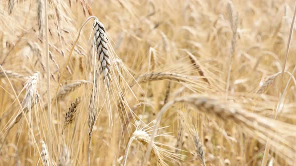 Golden Riticum genus food cereals plantation ready for harvest  shallow DOF 2160p 30fps UltraHD foot