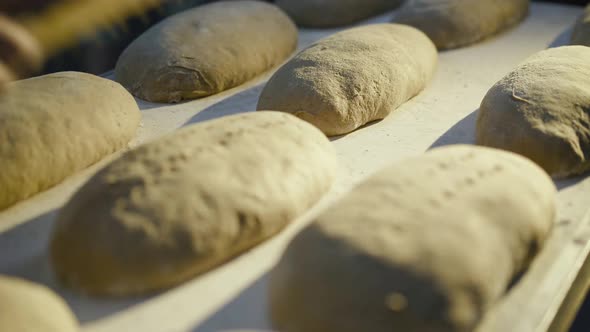 Close View of Preparing and Pressing Organic Rye Breads on Leaven for Baking