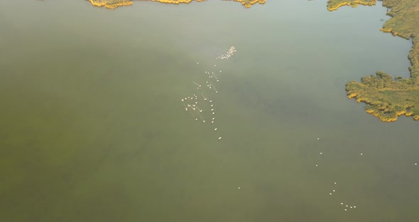 Breeding Grounds of Pelicans in Tuzly Estuary National Nature Park Near By Black Sea Coast, Ukraine