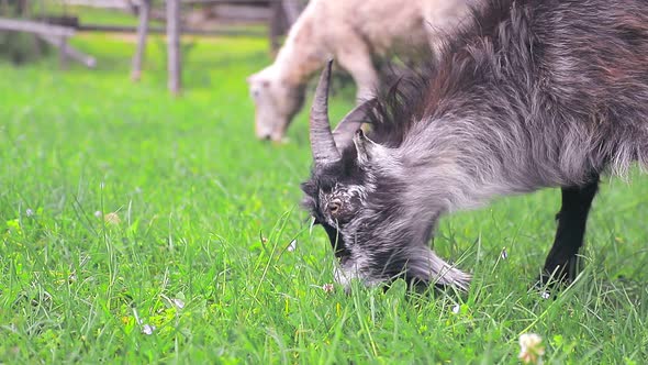 A Herd of Goats Grazing on a Green Lawn with Fresh Green Grass. White Goat Close Up Eating and