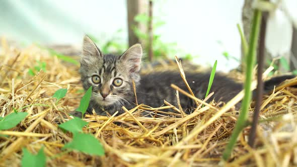 Cute Kitten Playing in the Garden