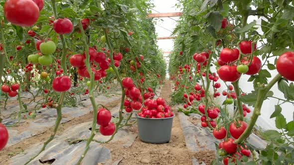 Tomato Plants are in Greenhouse