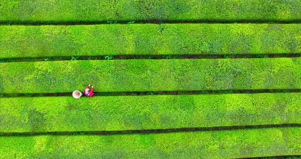 Picking tea in the tea garden