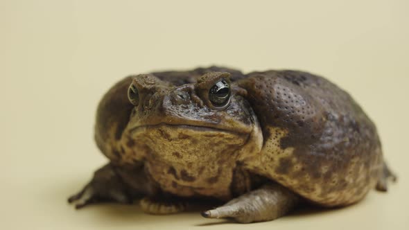 Cane Toad Bufo Marinus Sitting on a Beige Background in the Studio