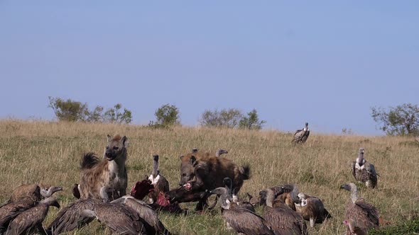 African White Backed Vulture, gyps africanus, Ruppell's Vulture, gyps rueppelli