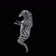 57 Zebra Dancing HD - VideoHive Item for Sale