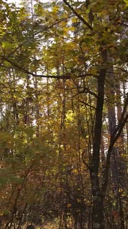 Vertical Video Autumn Forest with Trees By Day