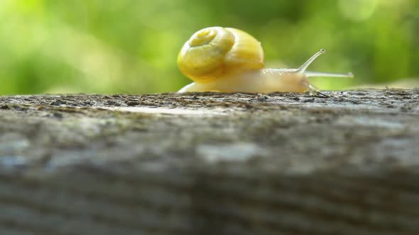 Light Snail With Yellow Shell Crawls On The Trunk Of Lying Tree
