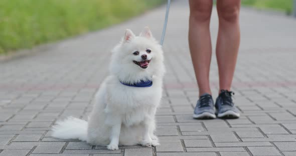 Pomeranian go out with pet owner