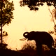 asia elephant in tropical forest - VideoHive Item for Sale