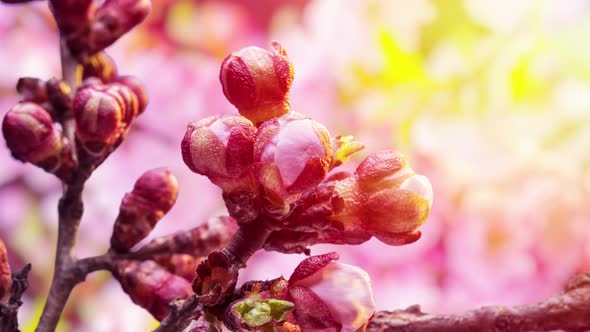 Apricot Flowers Blossoming in the Nature Background