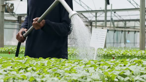 Slow motion of a worker inside a greenhouse watering young plants using a hose