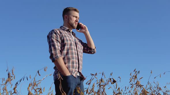 A Farmer or Agronomist Talks on a Cell Phone in the Middle of a Soybean Field During Harvest