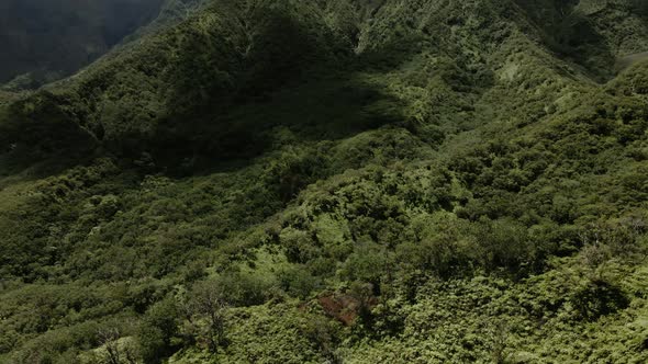 Drone top down view of rainforest valley in West Maui Mountains, Hawaii, USA