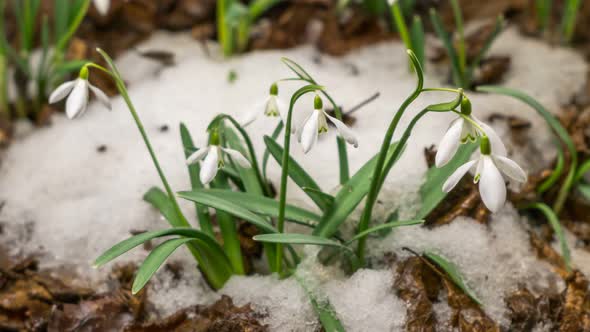 White Snowdrops Flowers Blooming in Spring Time