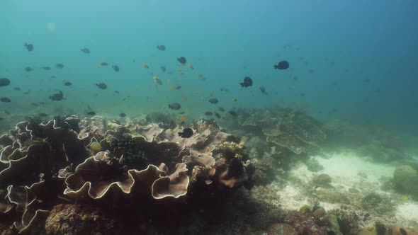 The Underwater World of a Coral Reef