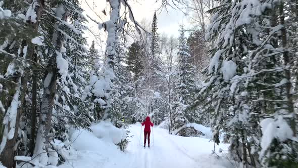 A Walk Through the Winter Forest