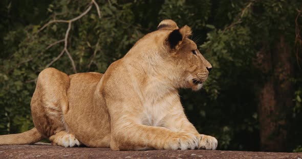 Lion Cub Resting On Front In Safari Park