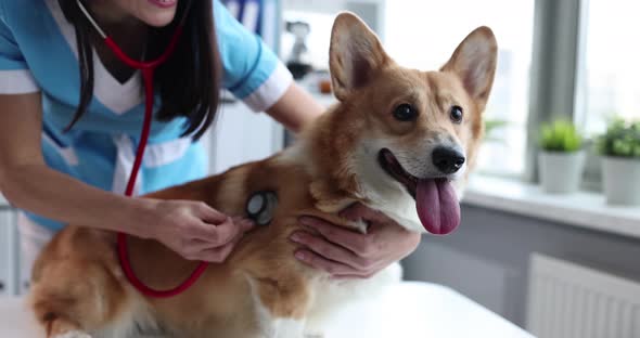 Hands of Veterinarian Examining Dog in Hospital