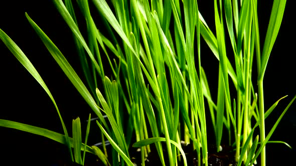 Sprouted grains of wheat on a black background.