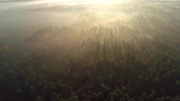 Flying Over Foggy Forest During Sunrise. Sun Shining Everywhere. Aerial Shot, FHD
