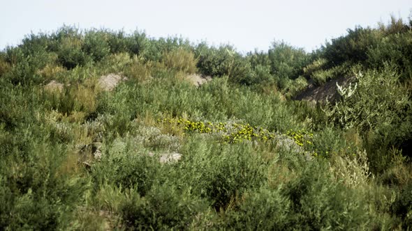 Beach Dunes with Long Grass