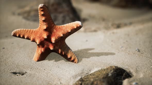 Red Starfish on Ocean Beach with Golden Sand