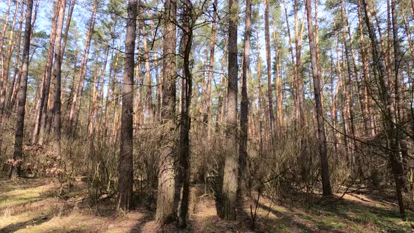 Forest with Pines with High Trunks During the Day