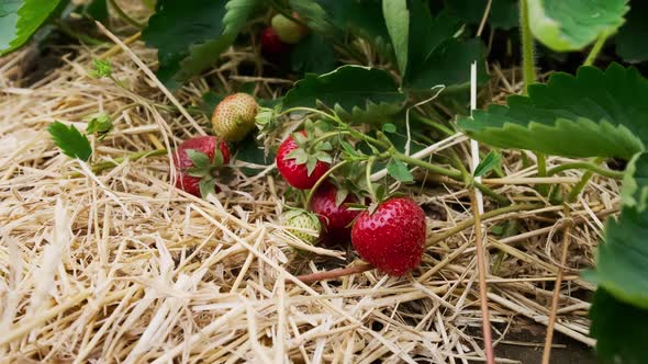 Farmer's Hands Picking Organic Strawberries