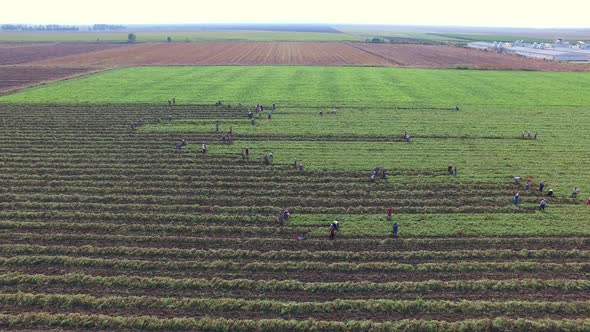 Workers Working on the Line in the Large Field at the Flat Plain