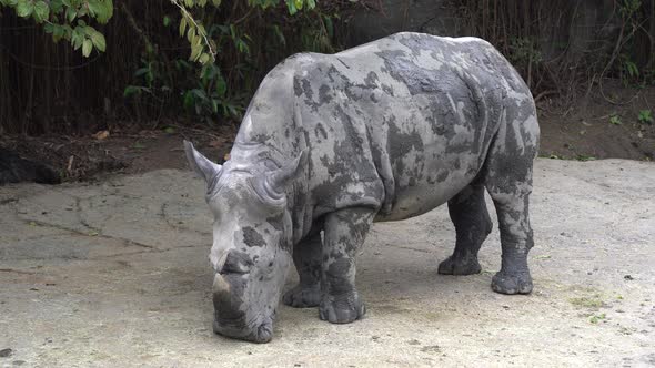 Muddy rhino rhinoceros living in the dirts mud life in the zoo wildlife sanctuary.