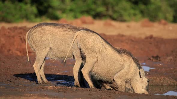 Warthogs Drinking At A Waterhole