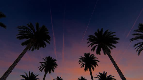 Palms At sunset