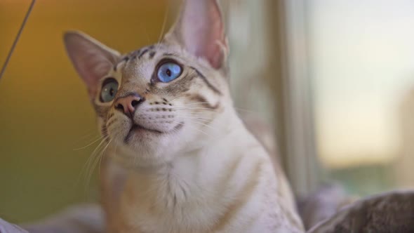 Bengalioriental Domestic Cat with Blue Eyes Watches the Owner