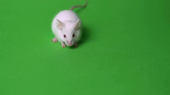 White Home Mouse on a Green Background