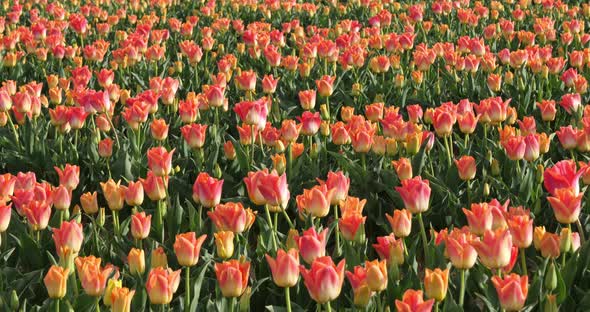 Tulips field in the Provence, Alpes de Haute Provence, France