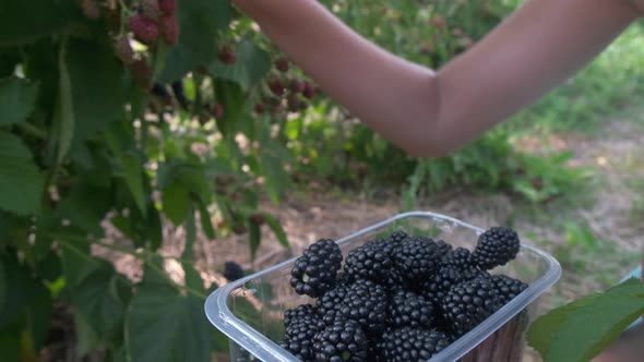 Harvesting and Picking Berries Concept