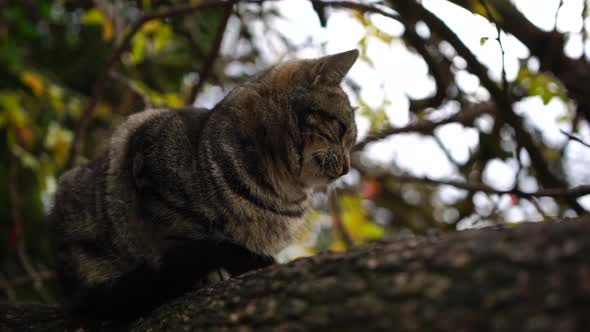 Closeup Shot of Beautiful Gray Striped Cat Sitting on a Tree Waking Up and Yawning