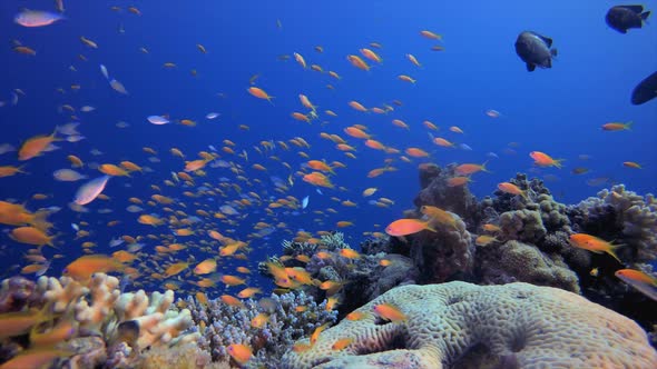 Marine Underwater Life Coral Garden