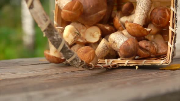 Closeup of the Birch Basket Full of Freshly Picked Mushrooms Falling on a Table