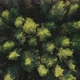 Top down view on the Beautiful mountains forest - VideoHive Item for Sale