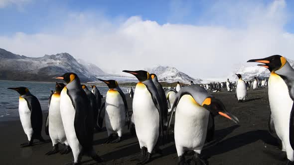 King Penguins on the Beach in South Georgia