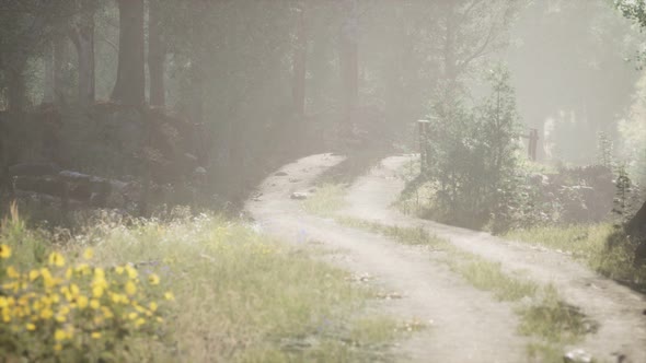 Sunbeams Entering Coniferous Stand on a Misty Summer Morning