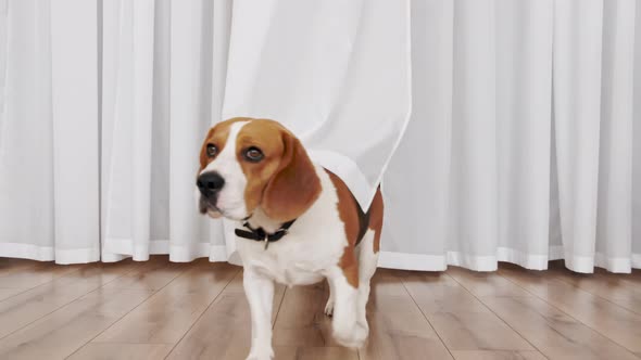 Dog Beagle Play He Game with Owner and are Running Towards the Camera Slow Motion