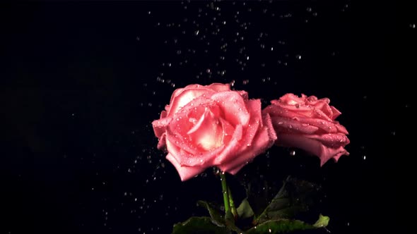 Super Slow Motion on the Rose Flowers Drops the Water with Splashes