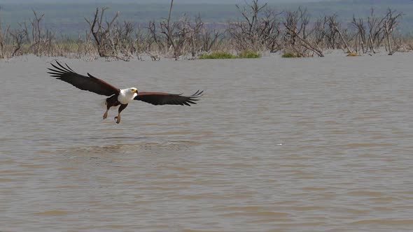 980281 African Fish-Eagle, haliaeetus vocifer, Adult in flight, Fish in Claws, Fishing at Baringo La