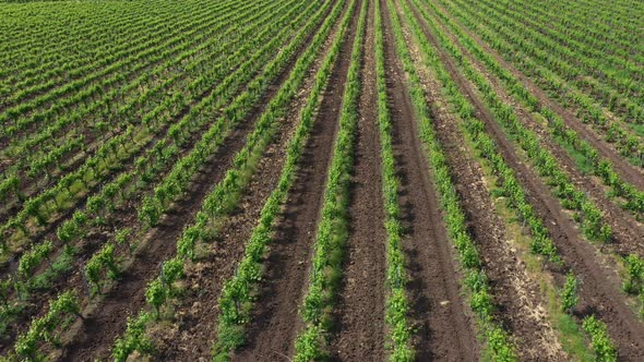 Aerial view over a vineyards