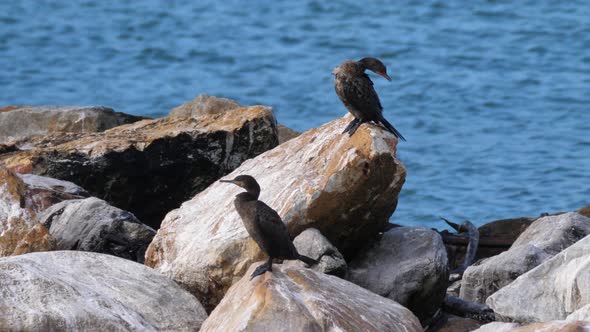 Two Cape cormorants on the rocks of Betty's Bay