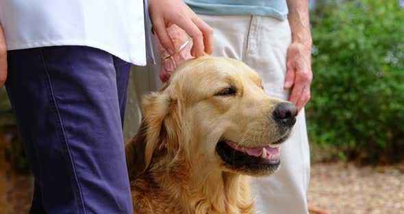 Doctor and senior woman stroking a dog at home