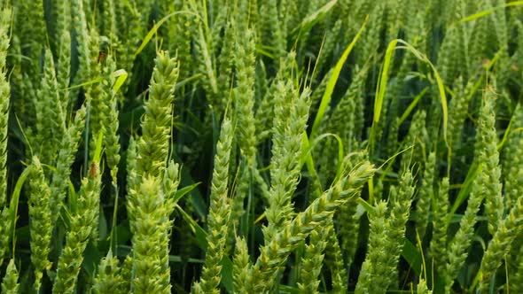 Green wheat. Green ears of wheat. Wheat field .